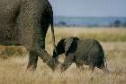 Elefant Baby am Fuss der Mutter.JPG (2889 bytes)