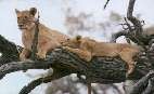 Löwin Junges in Baum.JPG (3466 bytes)